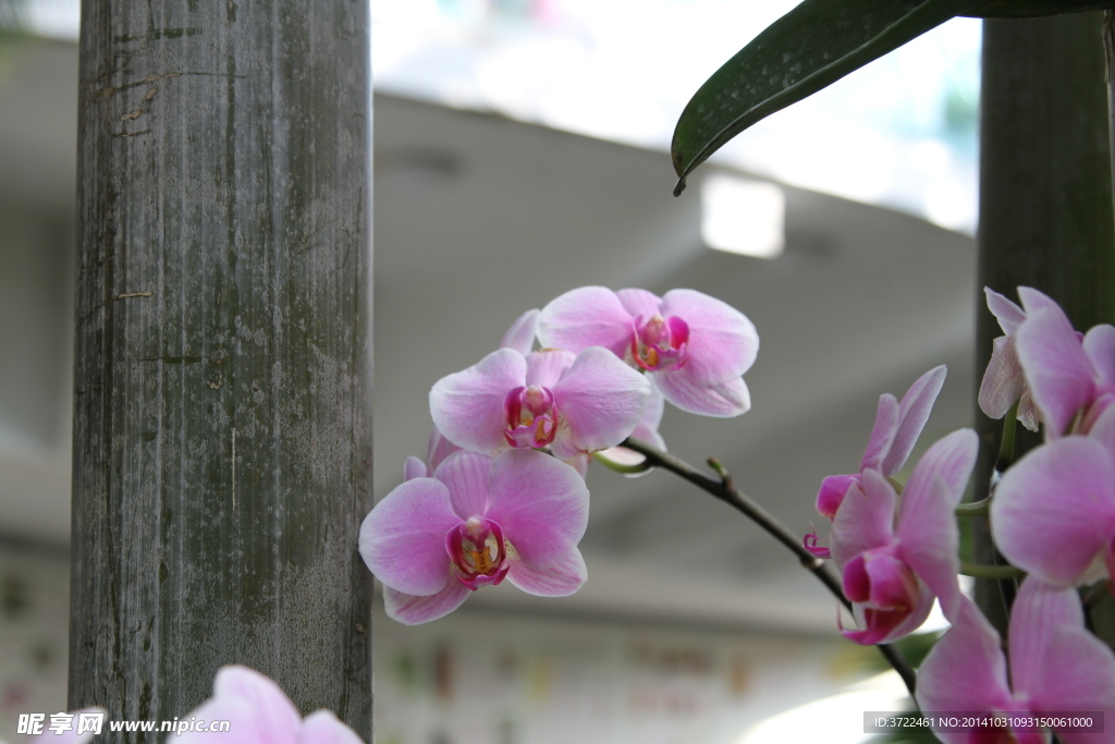 粉色兰花