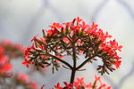 小红花