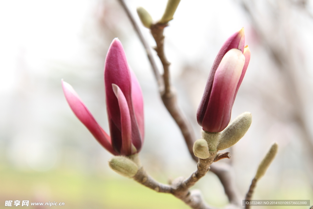 玉兰花蕾