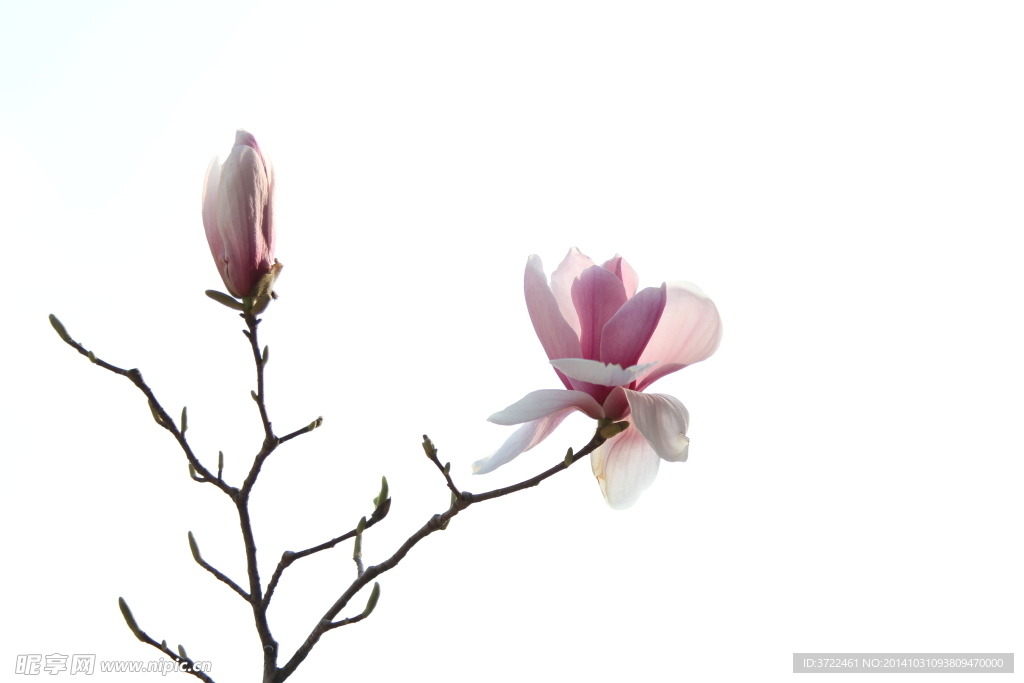 春天玉兰