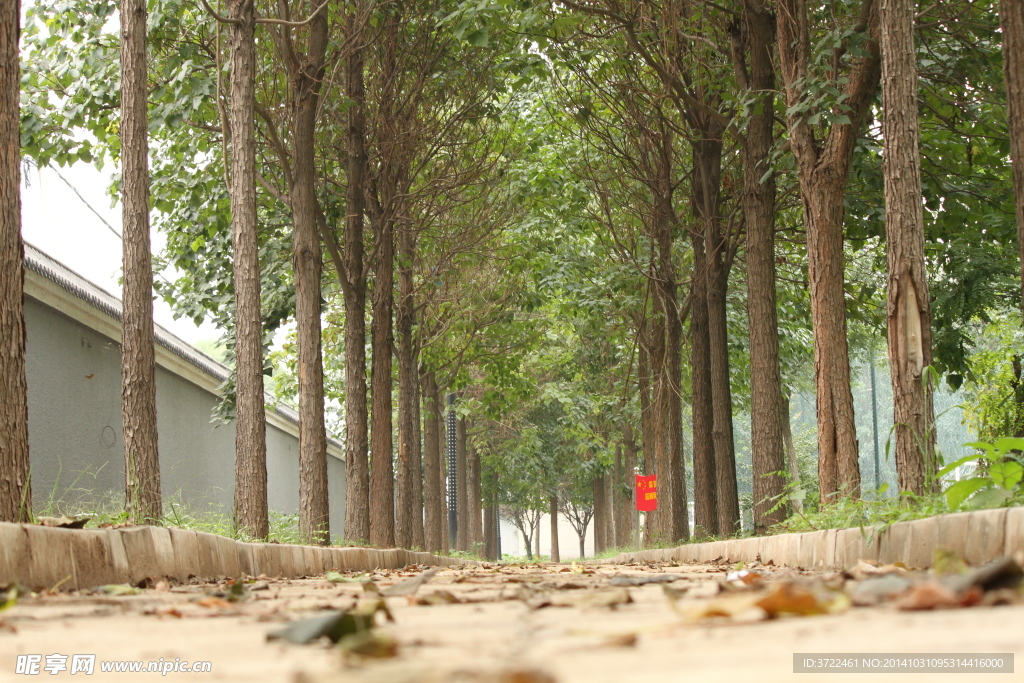 校园小路