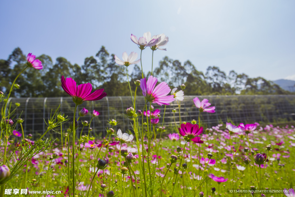 格桑花