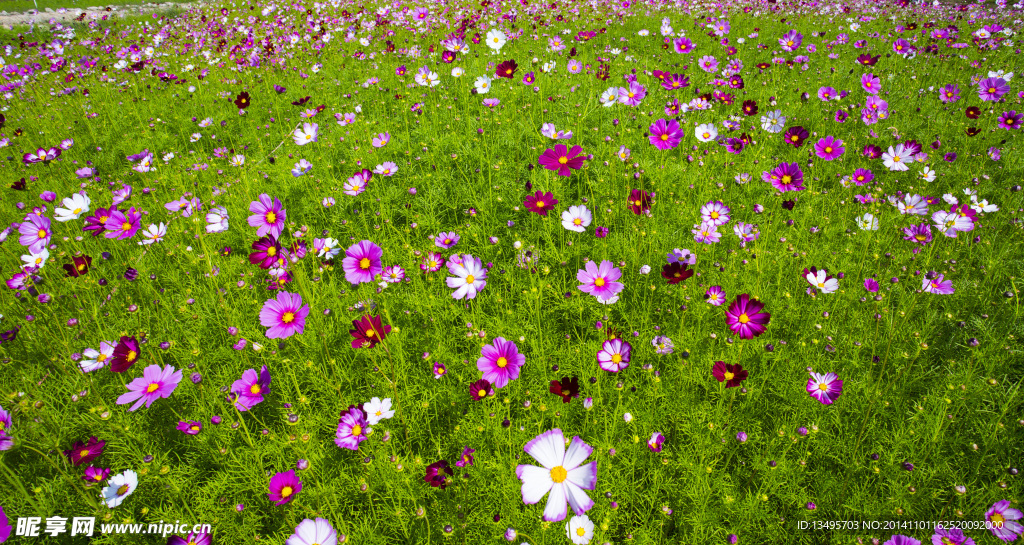 格桑花