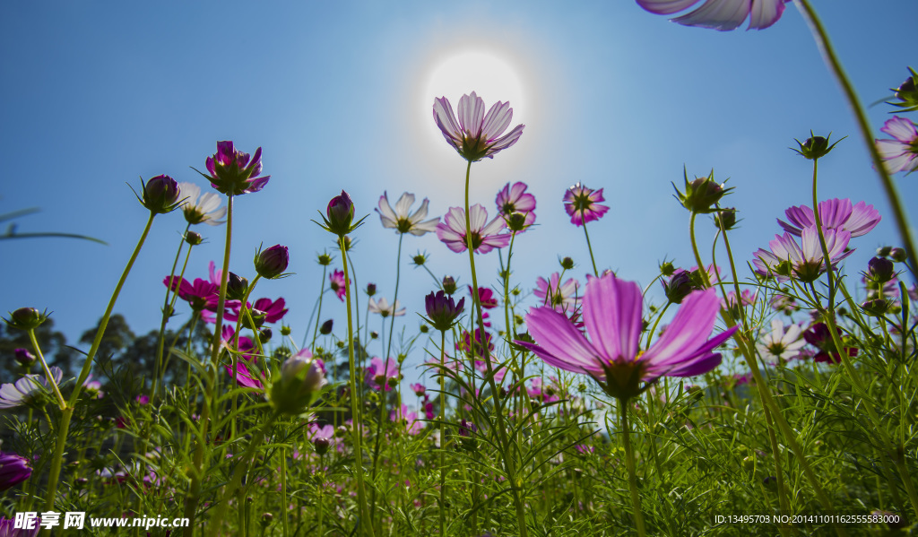 格桑花