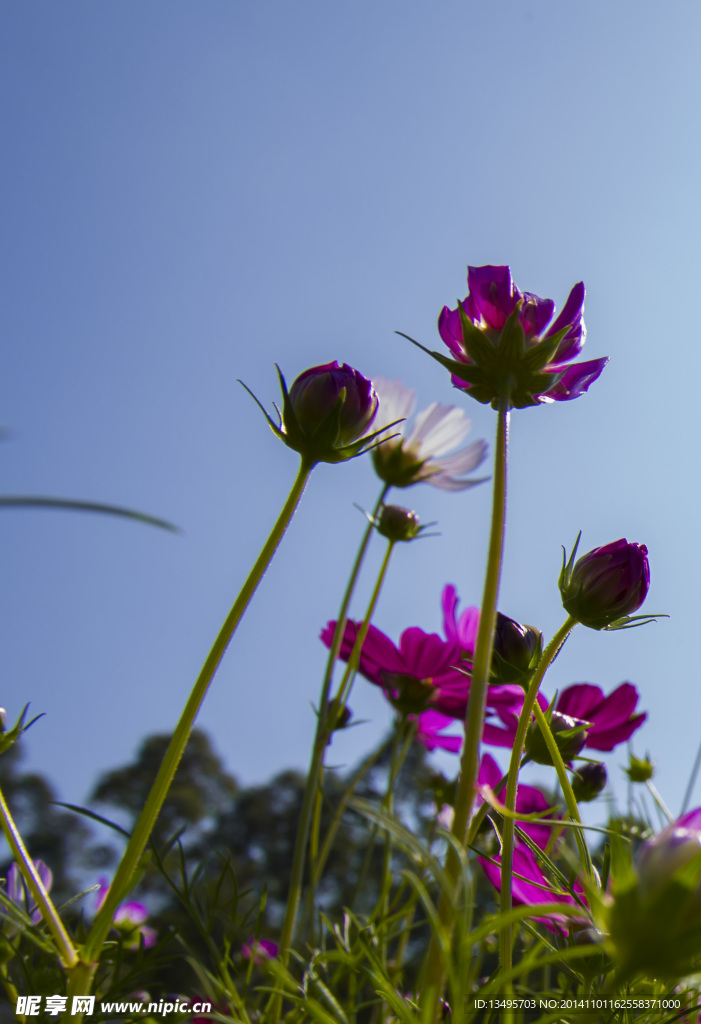 格桑花