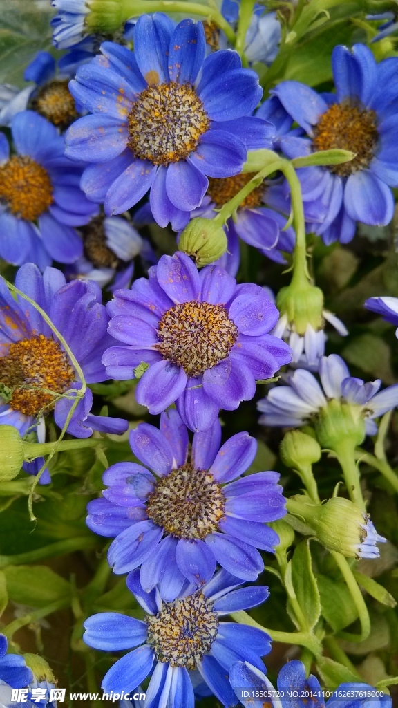 紫色花朵摄影