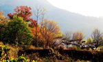 乡村 秋意