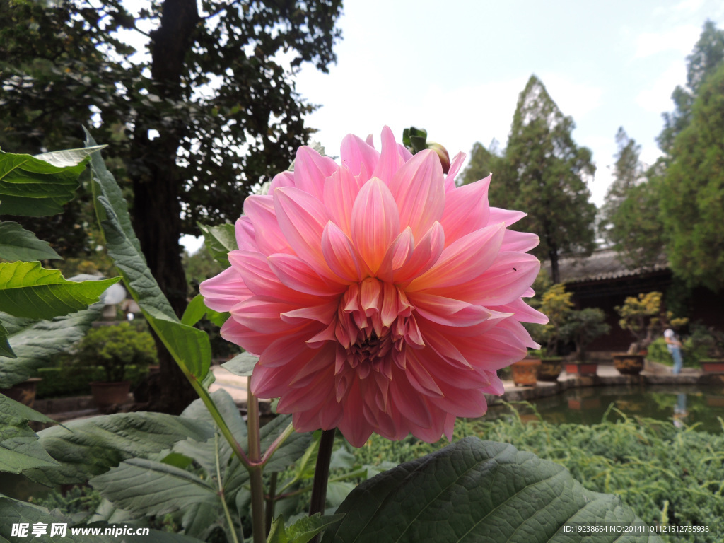 菊花