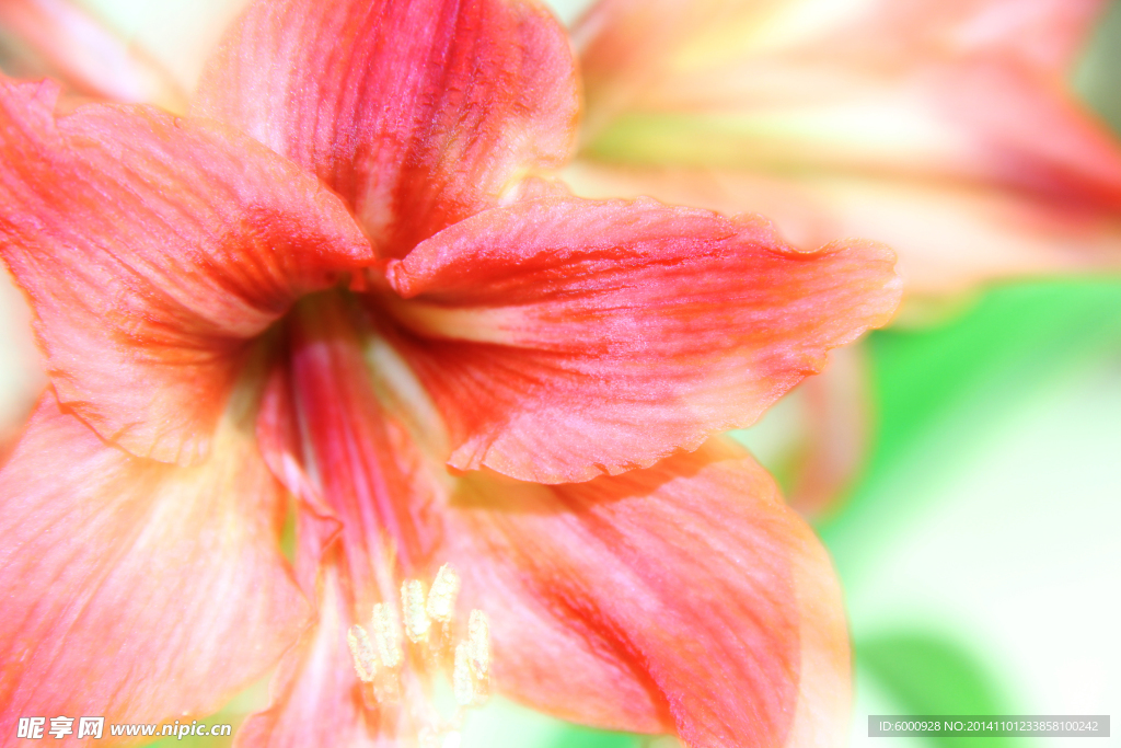 鲜花