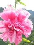 手巾花