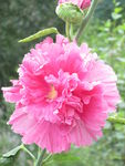 手巾花