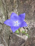 蓝花