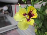 黄花