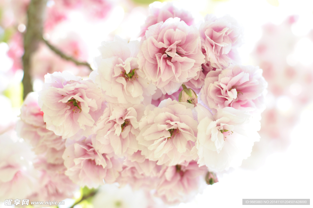 清新淡雅樱花