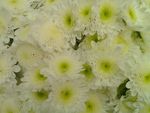 白色菊花