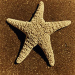 海星