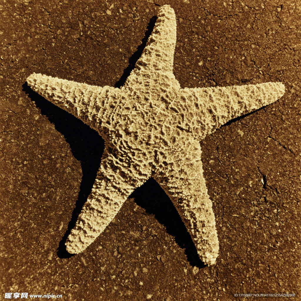 海星