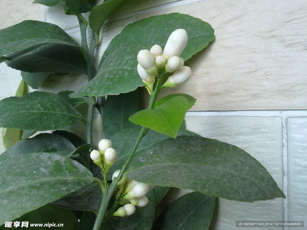 白色花蕾