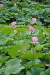 莲花