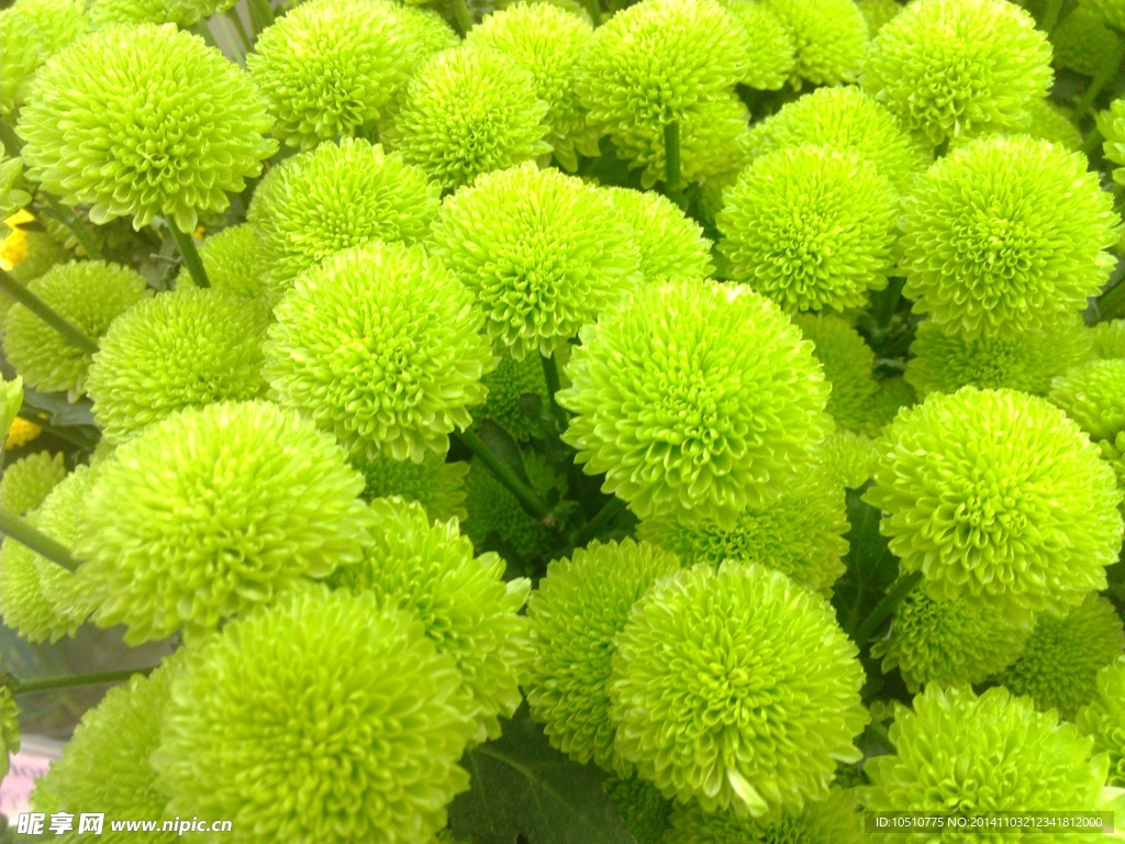 菊花