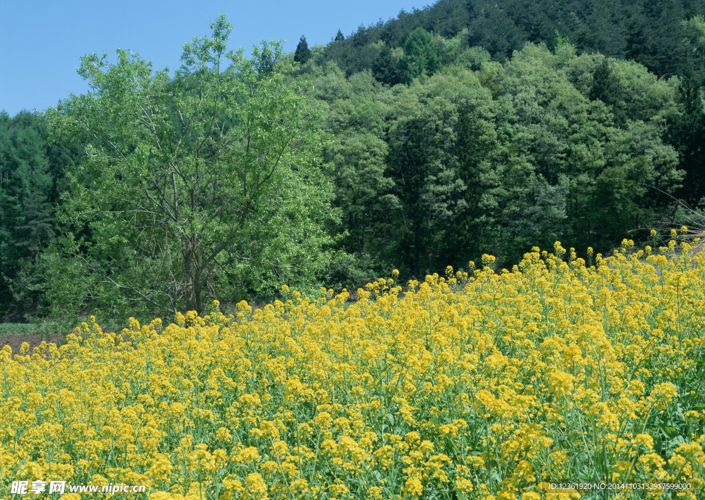 油菜花