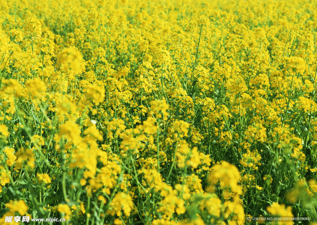 油菜花