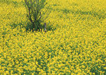 油菜花