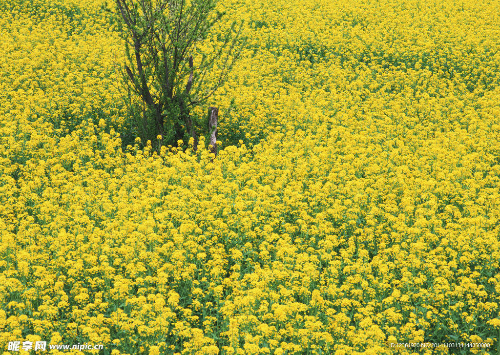 油菜花