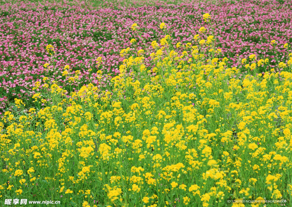 油菜花