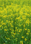 油菜花