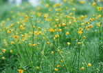 油菜花
