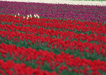郁金香花海