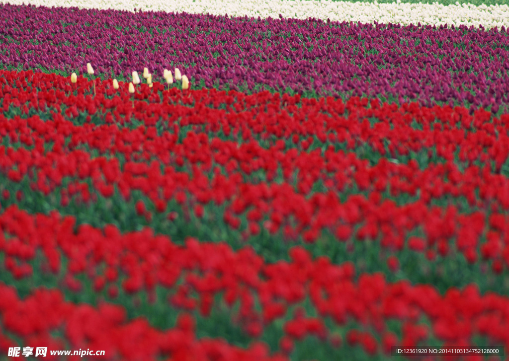 郁金香花海