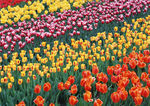 郁金香花海
