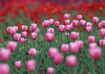 郁金香花海