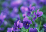 紫色鲜花