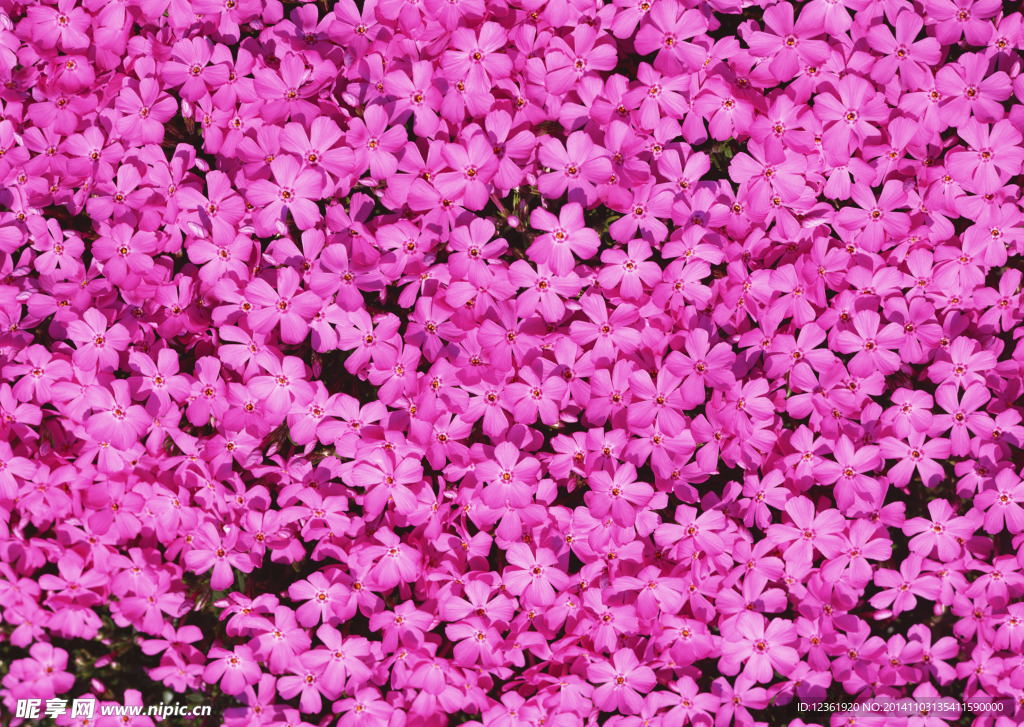 红色鲜花