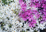紫色鲜花