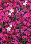 红色鲜花