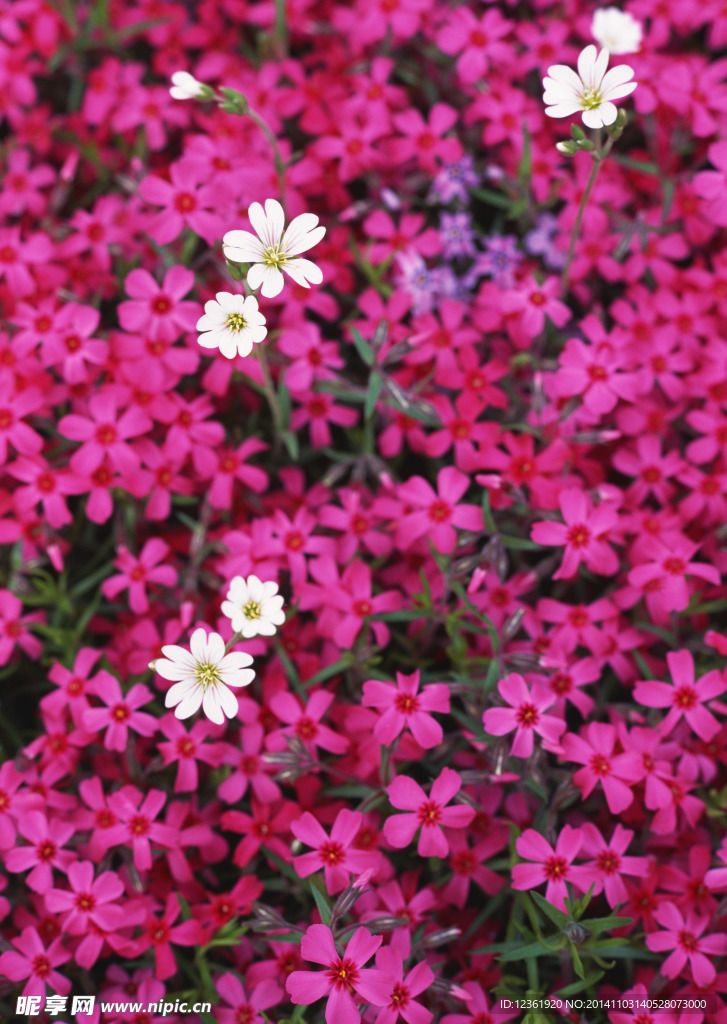 红色鲜花