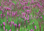 紫色鲜花