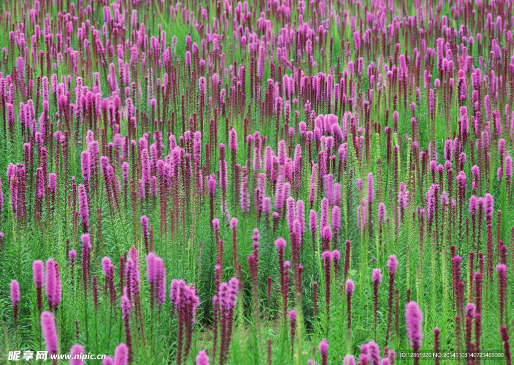 紫色鲜花
