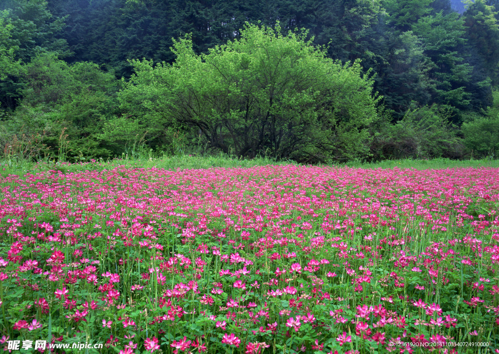 红色鲜花