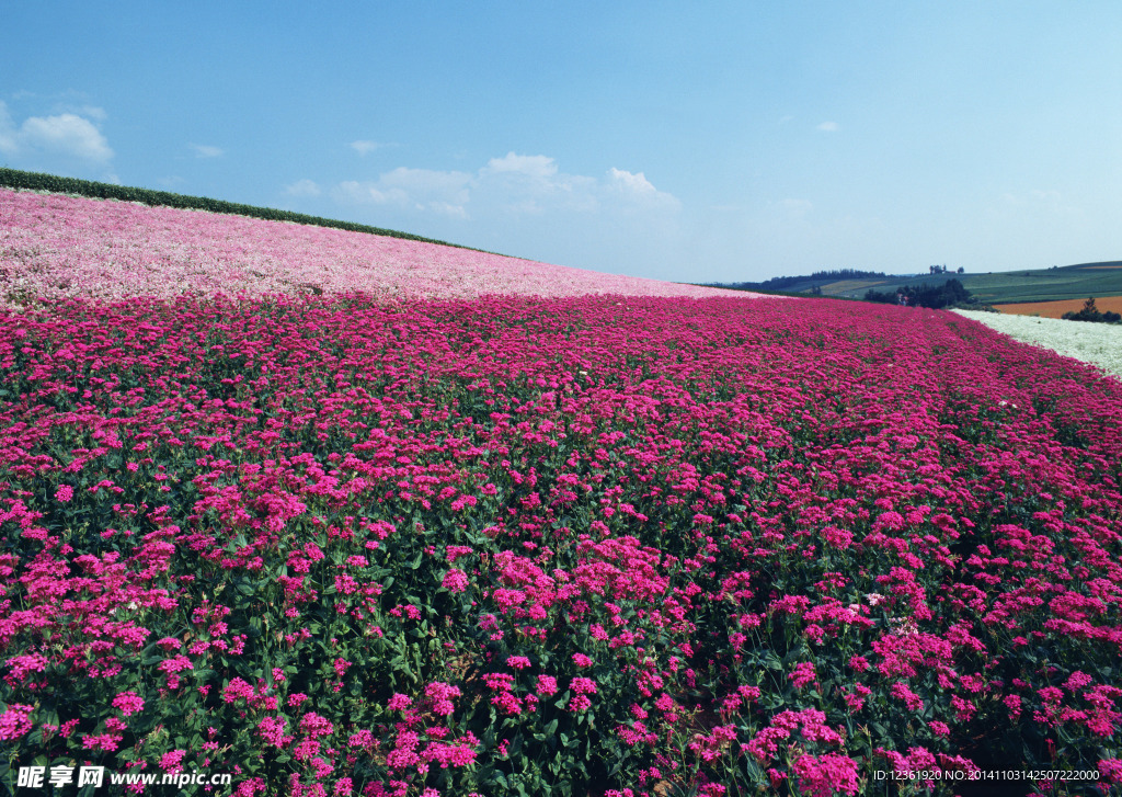 红色鲜花花园