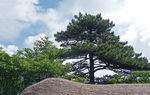黄山松