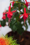 红灯笼花