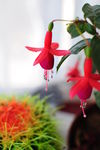 红灯笼花