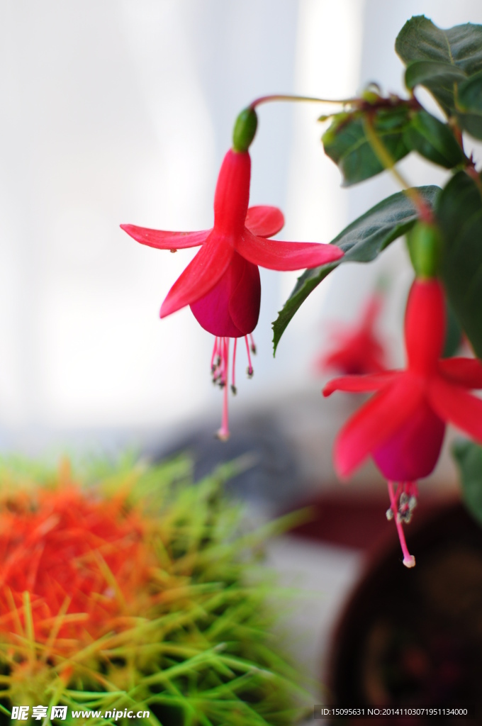 红灯笼花