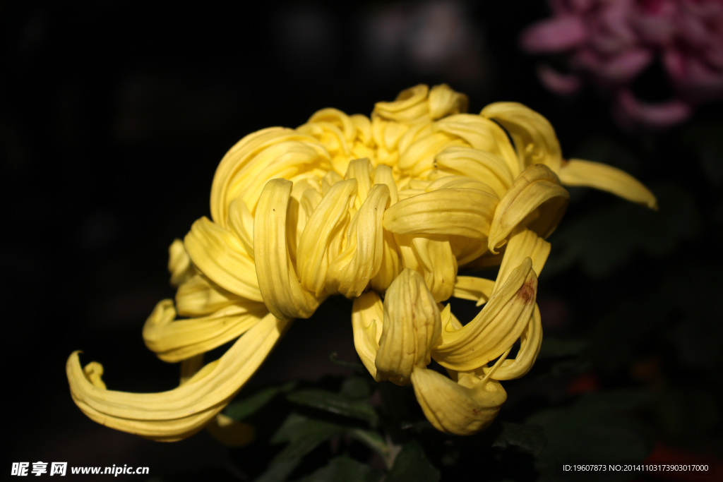 菊花