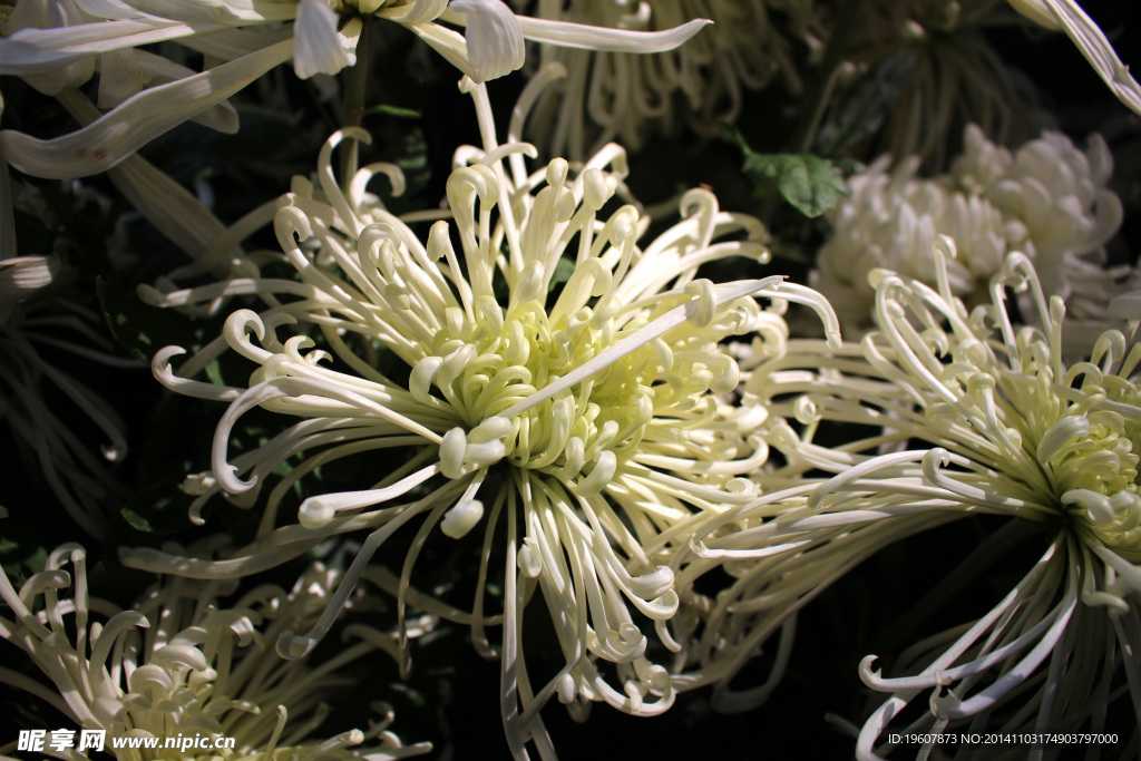 菊花